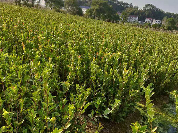 西藏油茶苗|杯苗價(jià)格多少錢(qián)