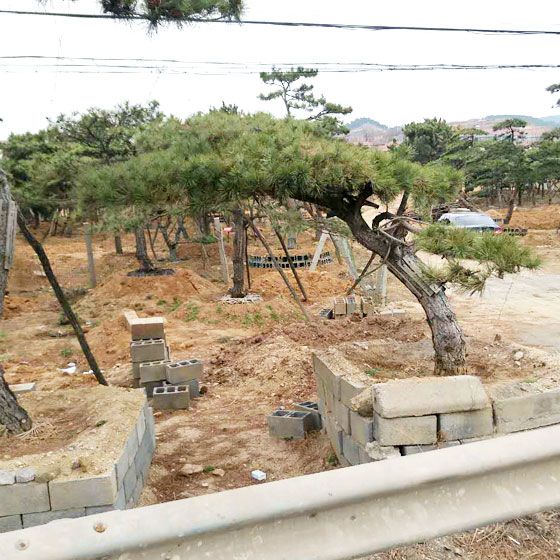 泰山平頂松多少錢一棵，優惠的泰山平頂松出售