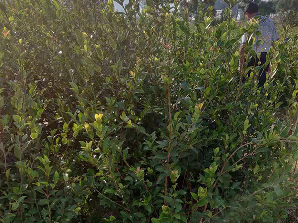 攸縣油茶供應(yīng)_三年生大杯苗多少錢(qián)一株